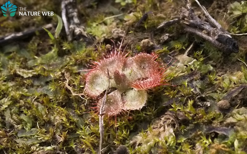 Burmann's Sundew